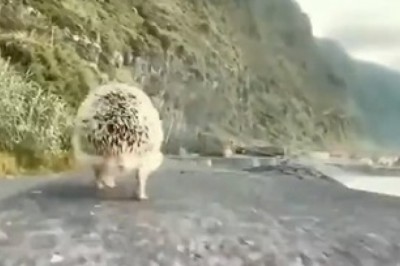Hedgehog Hijinks: Witness the Adorable and Hilarious Daily Life of a Tiny Spiky Superstar!