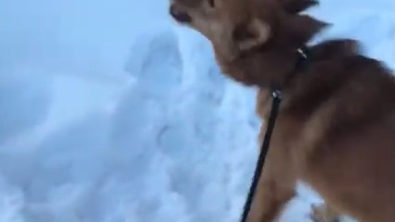 Hilarious and Heart-Stopping! Watch as a Brave Dog Faces Off Against a Ferocious Bear!