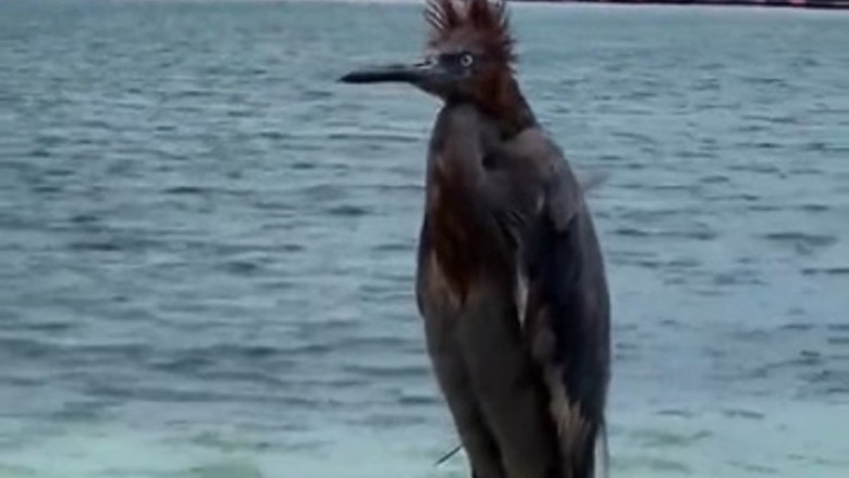 Hilarious Bird Takes Beach Vibes to Another Level - You Won't Believe What It Does!