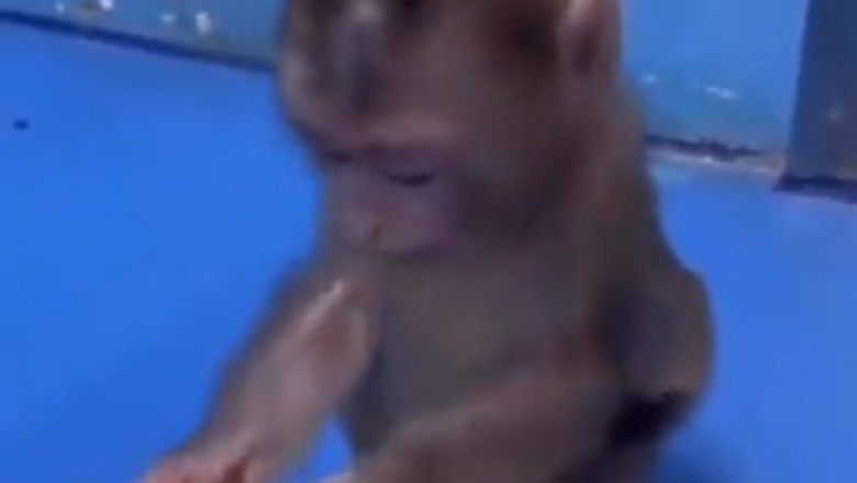 Hilarious Monkey Goes Bonkers Over Fruit Bonanza!