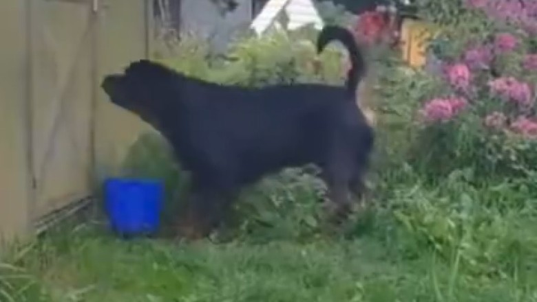 Hilarious Rottweiler Mastermind Escapes by Miniature Door Crack!