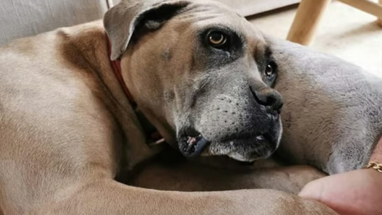 Meet Ame, the Canine Survivor with a Heart of Gold - Her Journey Will Leave You Inspired!