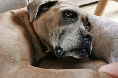 Meet Ame, the Canine Survivor with a Heart of Gold - Her Journey Will Leave You Inspired!