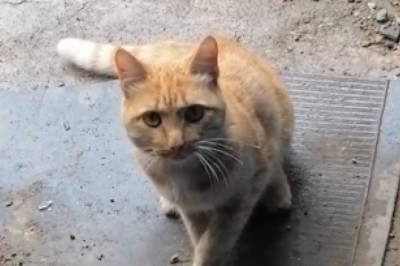 Move Over Dogs, This Obedient Cat is Taking Center Stage! Prepare for Cuteness Overload!