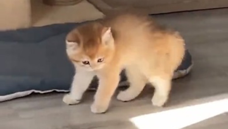 Pawsitively Hilarious! Cute Kitten's Comedy Act Will Leave You in Stitches!