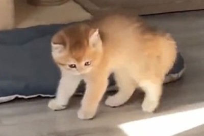 Pawsitively Hilarious! Cute Kitten's Comedy Act Will Leave You in Stitches!