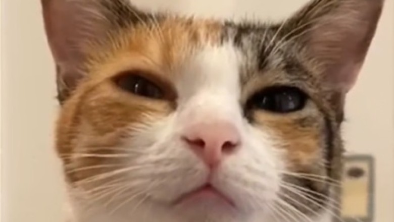 Purr-fectly Hilarious: This Lovely Cat's Comedy Skills Will Have You Rolling with Laughter!