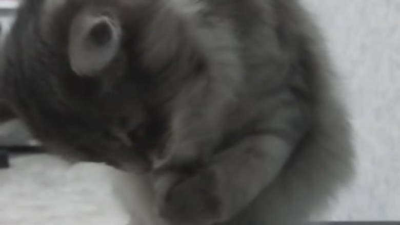 Rolling in Laughter! Watch This Hilarious Video of a Cat Tackling the Art of Eating...in Slooooooow Motion!