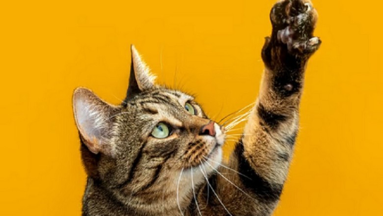 Supercharge Your Cat's Immune System: 5 Secrets for a Thriving Feline!
