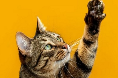 Supercharge Your Cat's Immune System: 5 Secrets for a Thriving Feline!