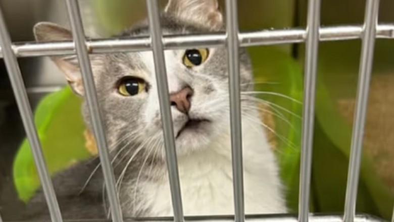 The Heartbreaking Story of Finnegan: Abandoned for Scratching a Carpet