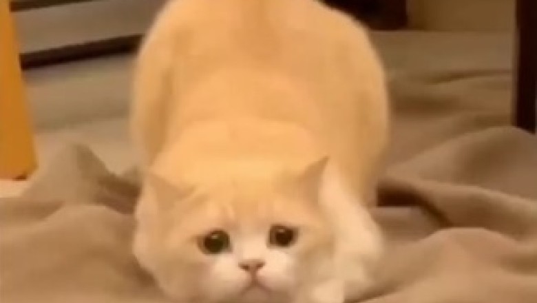 This Hilarious Cat's Jumping Skills Will Leave You in Stitches!