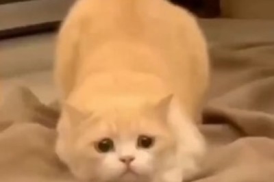 This Hilarious Cat's Jumping Skills Will Leave You in Stitches!