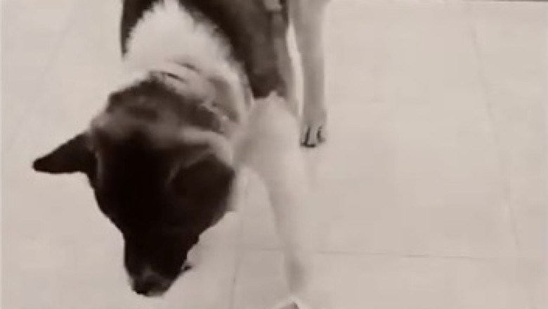This Hilarious Hungry Dog Will Make You Rethink Mealtime!