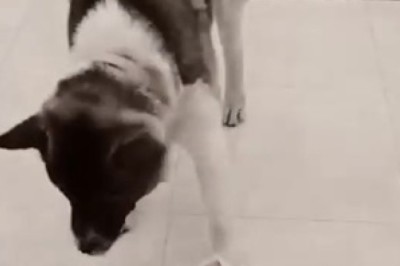 This Hilarious Hungry Dog Will Make You Rethink Mealtime!
