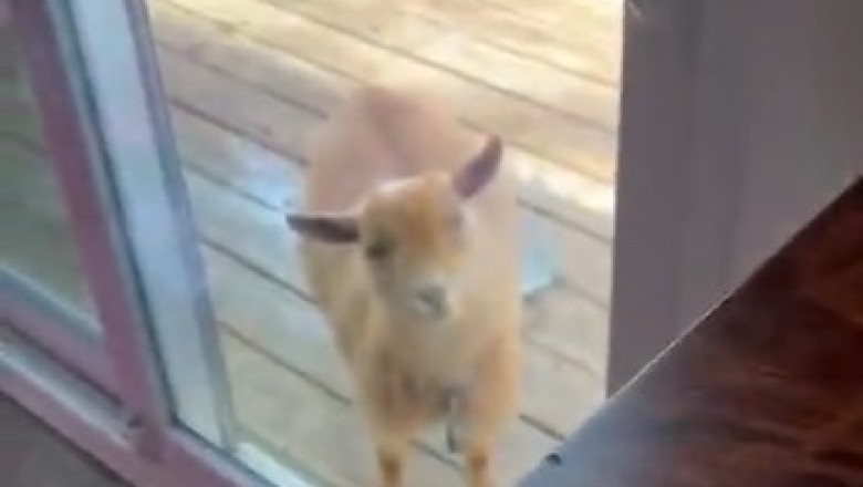 Tiny Capricorn Comedians Attempt Hilarious House Invasion: Prepare for Uncontrollable Laughter!