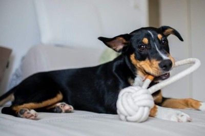 Unleash the Fun: 6 Expert Tips to Keep Your Dog Entertained, Anytime, Anywhere