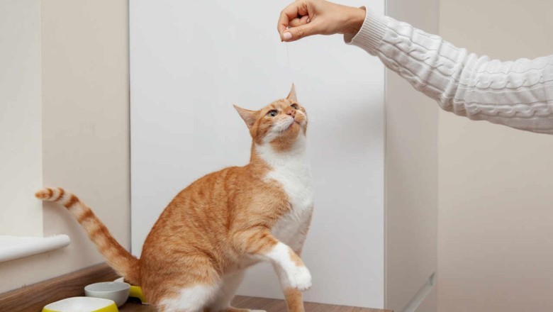 Unleash Your Cat's Hidden Talents: 10 Mind-Blowing Tricks You Won't Believe They Can Do!