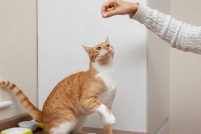 Unleash Your Cat's Hidden Talents: 10 Mind-Blowing Tricks You Won't Believe They Can Do!