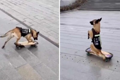 Watch This Skateboarding Dog's Epic Trick That's Taking the Internet by Storm!
