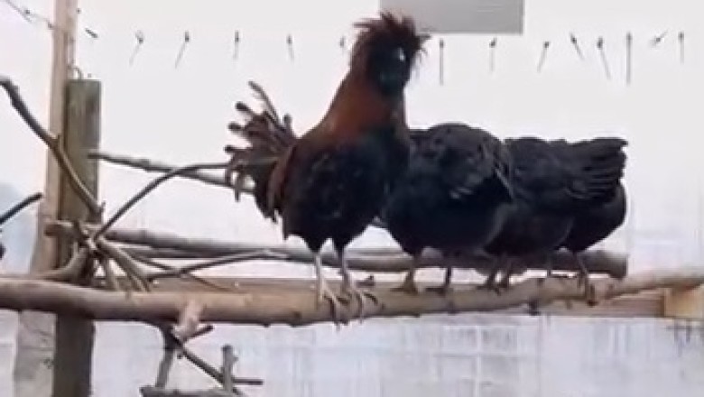 When Silence Is Golden: Hilarious Rooster's Failed Crow Goes Viral!