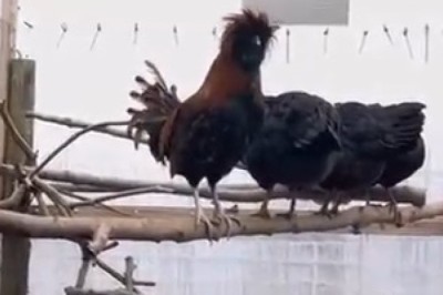 When Silence Is Golden: Hilarious Rooster's Failed Crow Goes Viral!