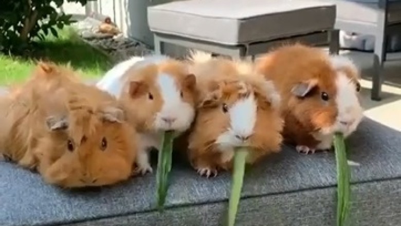 You Won't Believe how Hilarious Guinea Pigs are when they Eat Lettuce!