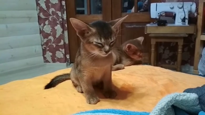 Adorable Cat Succumbs to the Sleep Spell!