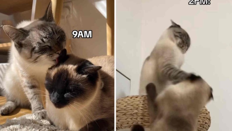 Hilarious Cat Video Goes Viral with Cats Engaging in a Mix of Slaps and Kisses!