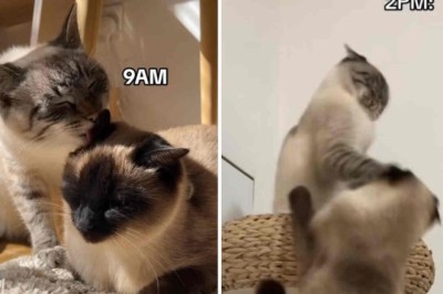 Hilarious Cat Video Goes Viral with Cats Engaging in a Mix of Slaps and Kisses!