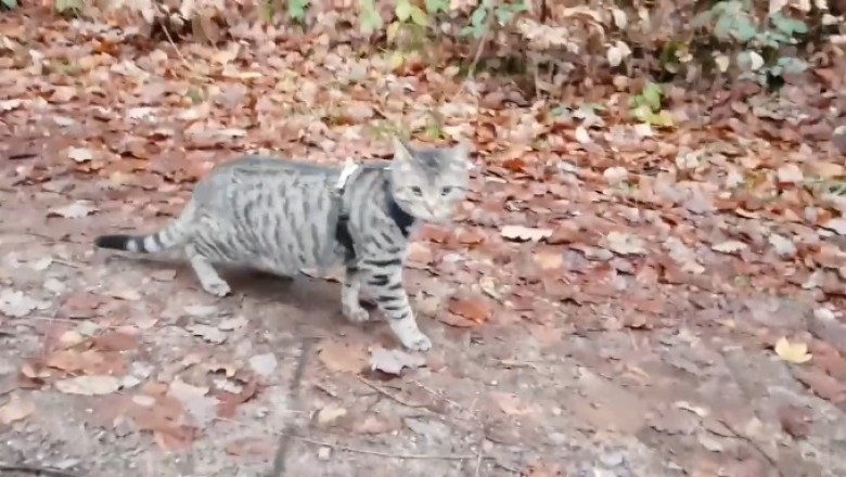 Hilarious Cat with a Nose for Trouble!