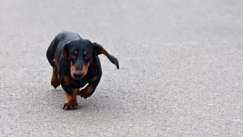 Get Ready for the Cutest and Most Heartwarming Event of the Year: The Parisian "Sausage Walk"!