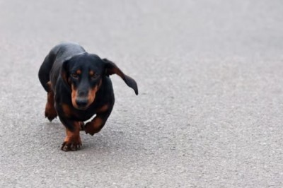 Get Ready for the Cutest and Most Heartwarming Event of the Year: The Parisian 