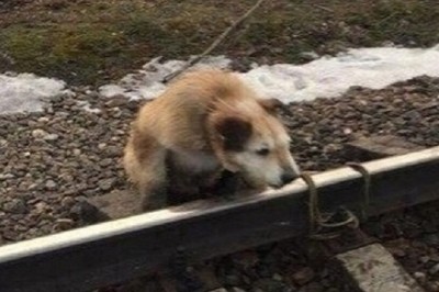 Heartwarming Rescue: Train Driver Saves Abandoned Dog from Tragic Fate