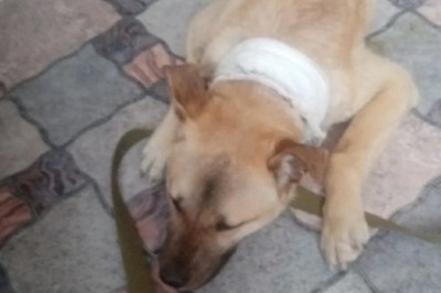 Injured Dog's Incredible Journey: Runs for Miles and Collapses at Volunteer's Doorstep