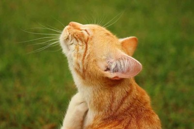 Say Goodbye to Pet Allergies: Your Complete Guide to Enjoying Cats and Dogs Without Sneezing!