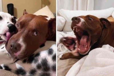 The Hilarious Video That Shows Why Having Multiple Dogs is Pure Joy!