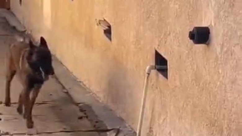 Epic Fail! Hilarious Shepherd Attempts to Enter an Opening in the Wall