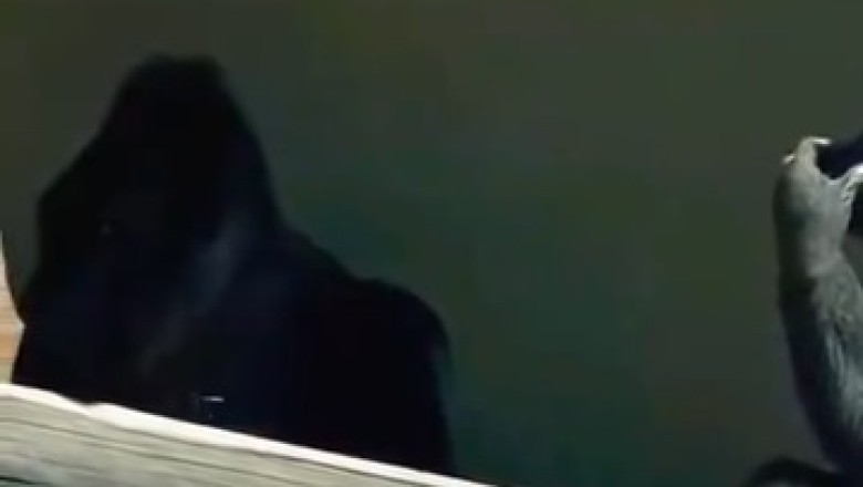 Hilarious Gorilla Close-Up: Prepare for Belly Laughs and Primate Shenanigans!