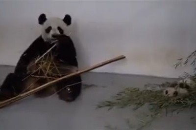 Hilarious Panda Hilariously Devours Sugar Cane Like a Pro!