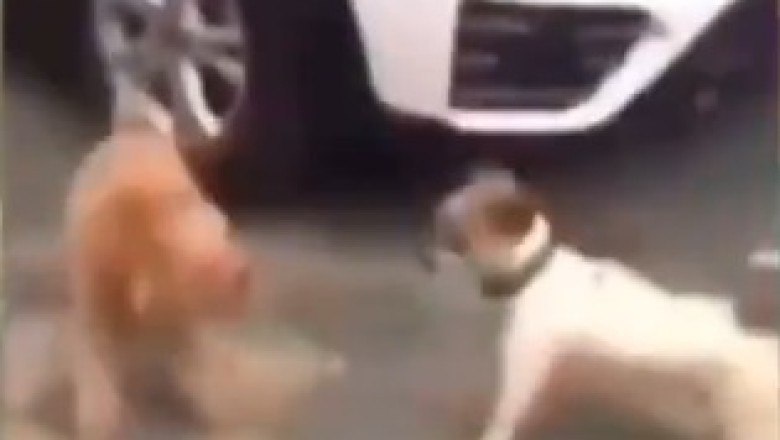 Paws and Motion: Hilarious Dance-Off Between Two Energetic Dogs Leaves Everyone in Fits of Laughter!