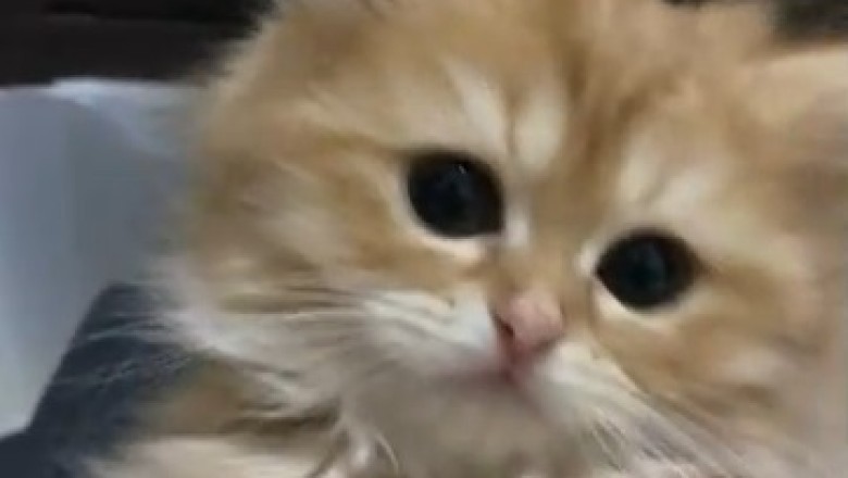 Tiny Cat with Huge Personality Leaves Everyone Spellbound!