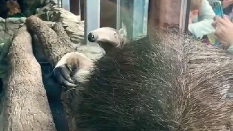 Unbelievable Discovery! Witness the Hilarious Encounter with a Mysterious Creature Inside a Cage!