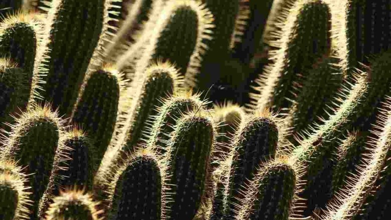 Can You Spot the Hidden Cat Among the Cacti? Take the 15-Second Challenge!