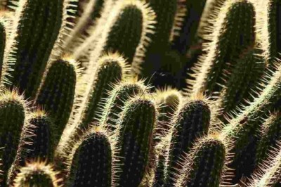 Can You Spot the Hidden Cat Among the Cacti? Take the 15-Second Challenge!