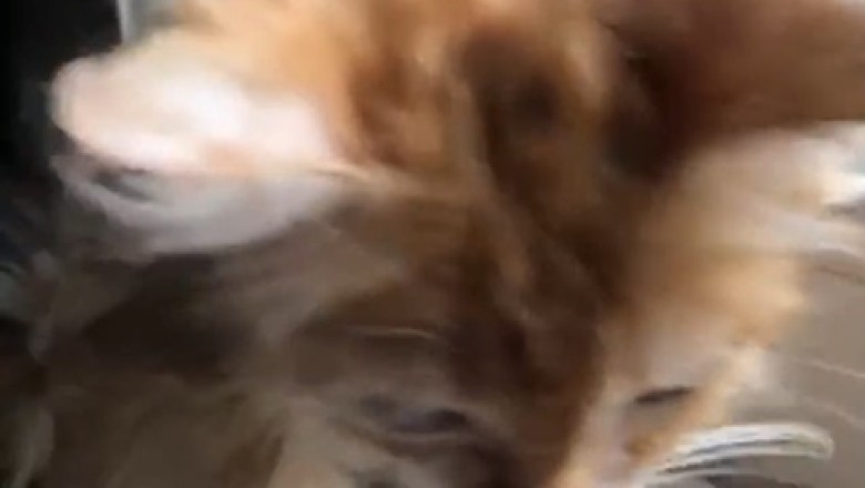 Cat-tastic Comedy: A Hilarious Compilation of Cute Cat Craziness!