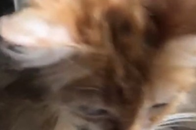 Cat-tastic Comedy: A Hilarious Compilation of Cute Cat Craziness!