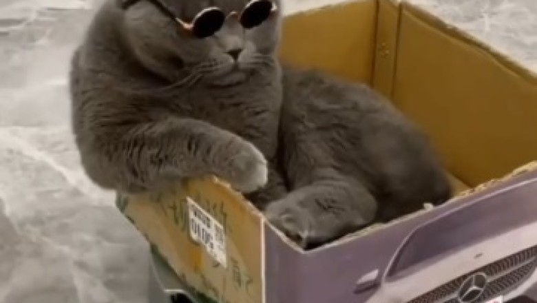 Electrifyingly Hilarious: Curious Cat Makes an Unexpected Entrance into an Electric Car House!