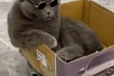 Electrifyingly Hilarious: Curious Cat Makes an Unexpected Entrance into an Electric Car House!