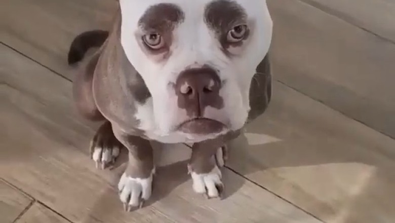 Hilarious Battle of the Barks: When a Peaceful Pup Gets Disturbed!